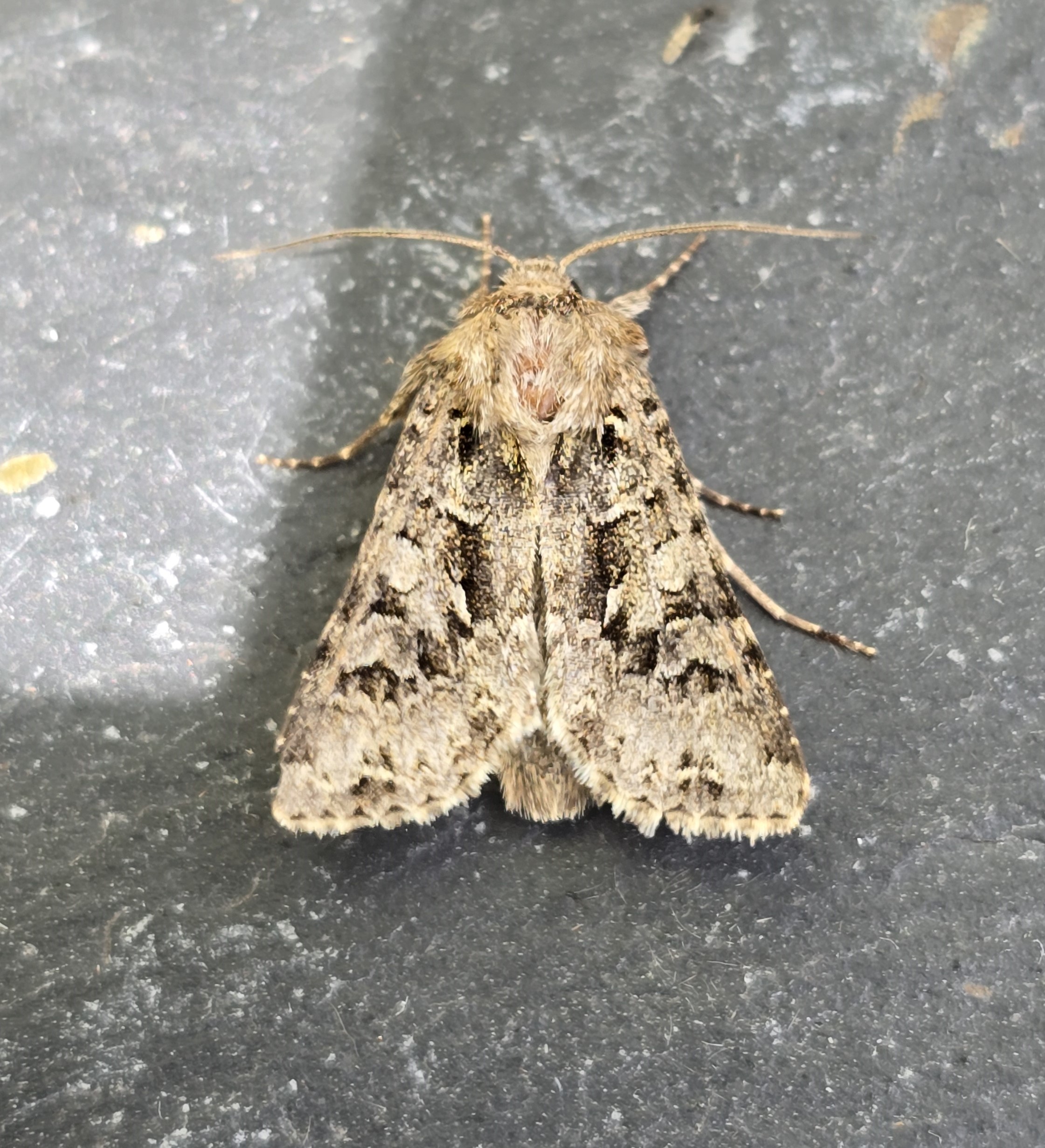 Photo of Shears (Hada plebeja)